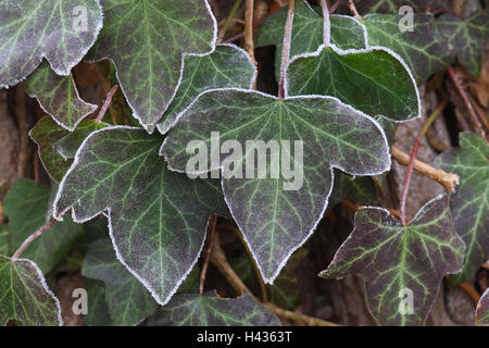 Foglie d'edera, Hedera helix, brina, vicino, edera, maturità, inverno, piante, foglie, freddo, si è bloccato, campione, modellato, Foto Stock