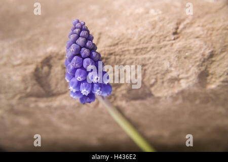 Giacinto di uva, Muscari armeniacum, blossom, dettaglio, ala, fiori, botanica, fiori di campo, la molla, fiori di primavera, medium close-up, natura, piante, fiori di prato, morbidamente, delicatezza, uva giacinti, muscan, giacinto piante, Hyacinthaceae, blu, viola, lilla, pietra, bile, blur Foto Stock