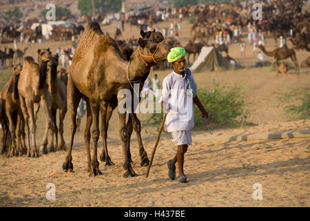 India Rajasthan, Pushkar, pellegrino la festa, camel driver, nessun modello di rilascio, Foto Stock