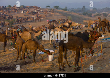 India Rajasthan, Pushkar, pellegrino la festa, mercato di cammelli, Foto Stock