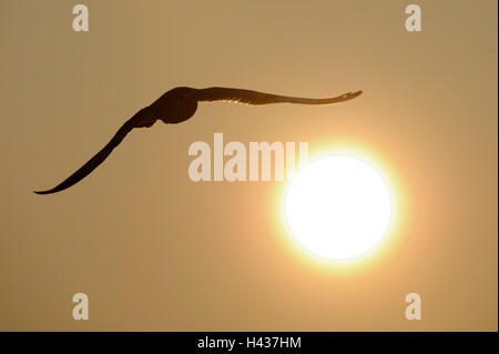 A testa nera Gabbiano, Larus ridibundus, silhouette, sun, luce posteriore, battenti Foto Stock