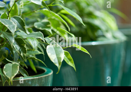 Vasi di ceramica, ficus, foglie di medie close-up, pianta verde, piante, 'Benjamini', verde germoglio, allevamento, fioriere, ceramiche, arricciata, molla, sfocatura, Foto Stock