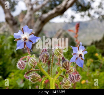 Borragine, borragine officinalis, Fiori, boccioli, borragine, radiosa, blu, luce posteriore, cresce i peli, fiore umbels, medium close-up, impianto, cetriolo herb, flora, pianta selvatica, natura, Sicilia, Foto Stock