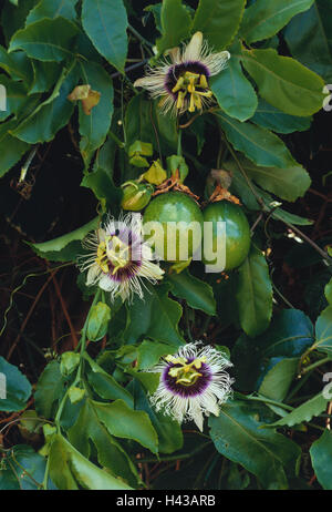 Frutto della passione, Passiflora edulis, fiori, frutti, dettaglio, frutta, vegetali, frutta, tropicale esotico, fiore fiore della passione, la passione di piante e fiori, foglie, passione-frutta, Foto Stock