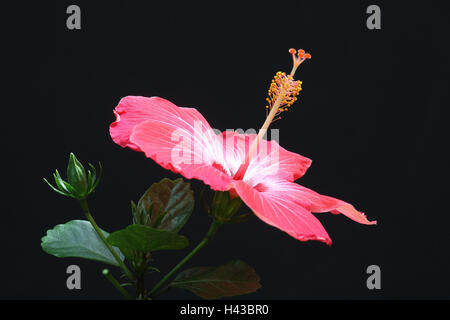 Rose cinesi malva, dettaglio, blossom, Foto Stock
