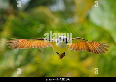 Grande kiskadee (pitangus sulfuratus), in volo, flycatcher, comportamento aggressivo di difesa, Corozal District, Belize Foto Stock