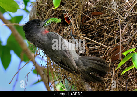 Rose-throated becard (pachyramphus aglaiae), alimentazione maschio pulcino, Corozal District, Belize Foto Stock