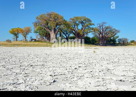 Vecchio baobab (Adansonia digitata) alberi, Baines baobab, salina davanti, Kudiakam Pan, Nxai Pan National Park, Botswana Foto Stock