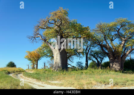 Vecchio baobab (Adansonia digitata) alberi, Baines baobab, Nxai Pan National Park, Botswana Foto Stock