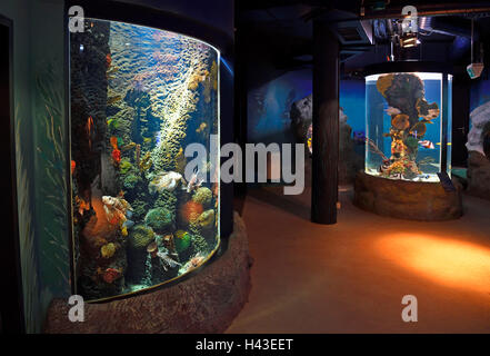 Interno di Sylt Acquario, Westerland, Sylt, Nord Isole Frisone, Frisia settentrionale, Schleswig-Holstein, Germania Foto Stock