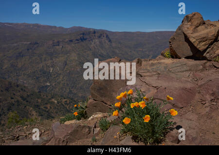 Papavero californiano (Eschscholzia californica) Foto Stock