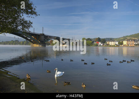 In Germania, in Renania Palatinato, Coblenza, vista sulla città, sul fiume Mosella, bridge, acqua, swan, anatre, ponte della Mosella, Atmosfera mattutina, città, case, edifici, rive della Mosella, riversides, esterno, deserte, Foto Stock