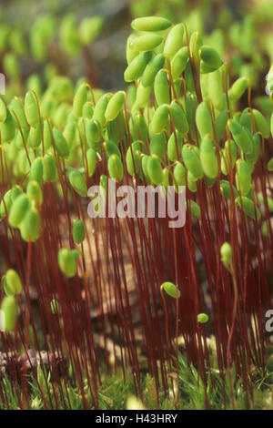 Moss, capsule di spore, medium close-up, Foto Stock