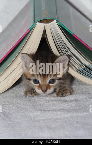 Piastre, cat, giovani, nascondi libro aperto, herauskrabbeln, bed, animali mammiferi, animali domestici, gatti piccoli, Felidae, addomestica, gatto di casa, giovane animale, gattino, piccolo e scomodo, goffo, scorrimento, scorrimento, curiosità, sotto, nascondiglio, play, dolcemente, singolarmente, tutti da soli a strisce, guardare, ritratto, giovani animali, animale baby, all'interno, Foto Stock