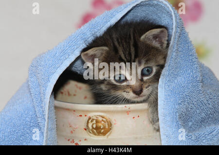 Pot, cat, giovane, herauskrabbeln, asciugamano, bed, animali mammiferi, animali domestici, gatti piccoli, Felidae, addomestica, gatto di casa, giovane animale, gattino, piccolo e scomodo, goffo, scorrimento, scorrimento, curiosità, nascondiglio, play, nascondere dolcemente, individualmente, solo a strisce, stagno, ciotola, hervorblicken, hervorschauen, giovani animali, animale baby, all'interno, Foto Stock