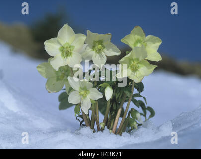 Snow rose, Helleborus niger, neve Foto Stock