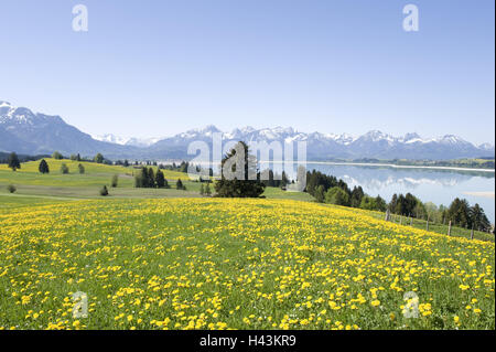 In Germania, in Baviera, est Allgäu, Forggensee, chiudere i piedi, Foto Stock