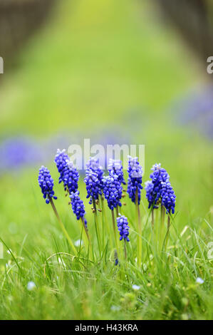 Uva giacinti, Muscari botryoides, Foto Stock