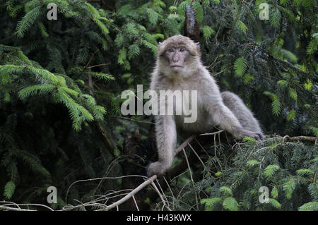 Barberia macaco Macaca sylvanus, Barbary macaque, albero, seduta, Foto Stock