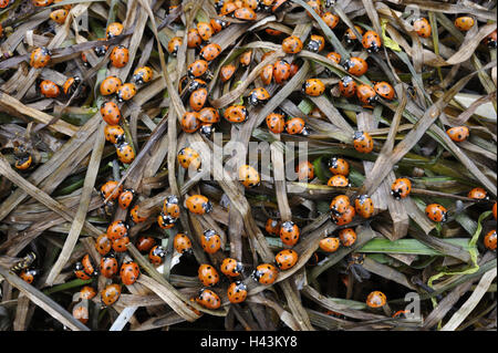 Erbe, sette-spot coccinelle, Coccinella septempunctata, coccinella, molti, Foto Stock