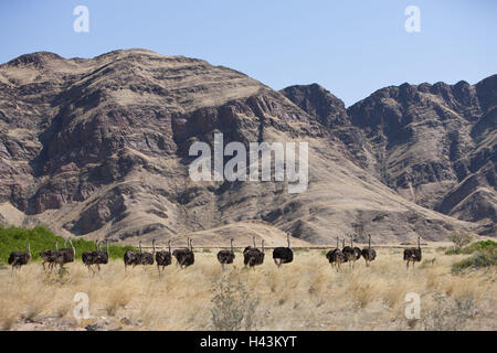 Africa, Namibia, regione Kunene, Hoanib, fiume secco, emphemer, African mazzetto, Struthio camelus, Foto Stock