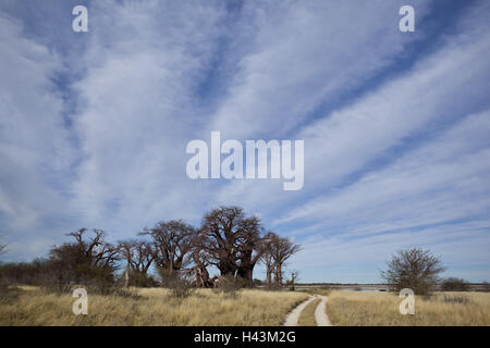 Africa, Botswana nord ovest distretto, Nxai-Pan national park, Baines-Baobabs, Adansonia digitata, Foto Stock