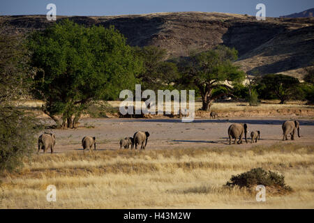 Africa, Namibia, regione Kunene, Hoanib, fiume secco, effimero, area di confine, elefanti africani, Loxodonta africana, Foto Stock