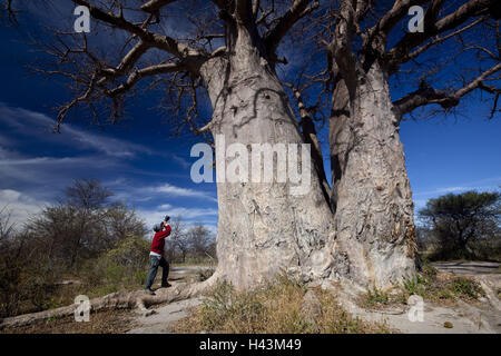 Africa, Botswana nord ovest distretto, Nxai-Pan national park, Baines-Baobabs, Adansonia digitata, fotografo, Foto Stock