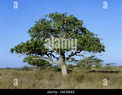 Kenya, salsiccia di fegato tree, Kigelia africana, tromba tree piante,, albero, Africa, pianta selvatica, natura, vegetazione, nessuno, Foto Stock