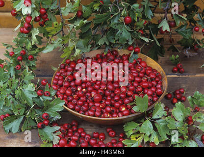 Whitethorn, Crataegus elongata, frutta, scorze di frutta, piante, arbusti, piante di rose, biancospino, Crataegus, bacche, farmaci, pianta medicinale, farmaco, piante medicinali, rosso Foto Stock