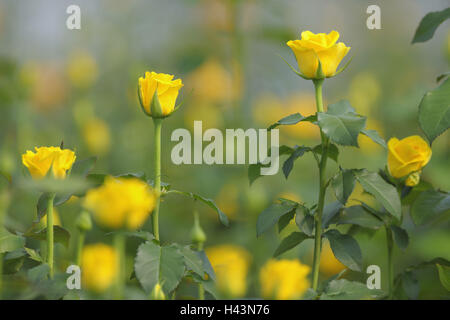 Rose, orto, allevamento di rose, giallo Foto Stock