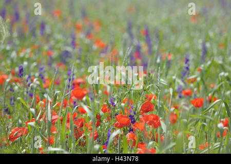 Clap semi di papavero, larkspur, inizio estate, blossom, Foto Stock