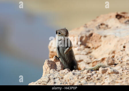 Setole North-African croissant, con cautela, Foto Stock