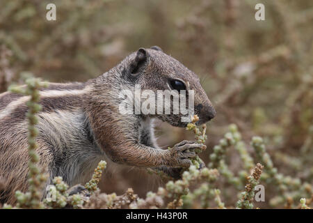 Setole North-African croissant, vista laterale Foto Stock