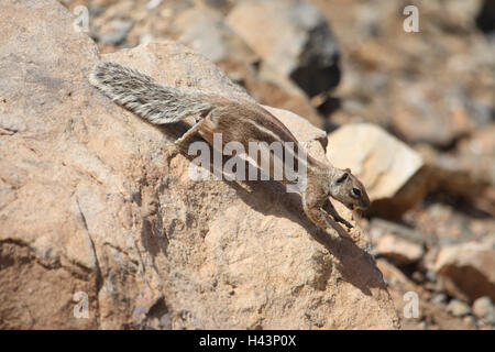 Setole North-African croissant, a lato, Foto Stock