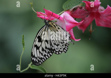 Blossoms, butterfly, albero bianco ninfa, Idea leuconoe, Germania, Meclemburgo-Pomerania occidentale, isola di Usedom, butterfly farm del percorso moor, animali, insetti, Hymenoptera, raramente la filigrana, in bianco e nero, modellato, Foto Stock