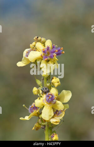 Nero grande mullein, Molène nigrum, curculione, Cionus hortulanus, fiore, blossom, Braunwurzgewächse, Cionus hortulanus, coleotteri, grande mullein, curculione, neri, Molène nigrum, blossom, Foto Stock