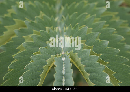 Miele di gigante fiore, Melianthus major, dettaglio Foto Stock