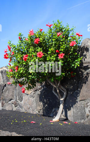 Spagna, alle isole Canarie Lanzarote, hibiscus, Foto Stock