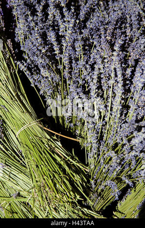 Campo, lavanda, blossom, legato, Francia, Provenza, Vaucluse, natura, campo di coltivazione, Lavanda, Lavandula, piante piante medicinali, periodo bloom, agricoltura, fiorisce, viola, il raccolto, il tempo del raccolto, medium close-up, Foto Stock