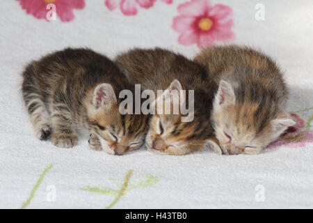 Gatti, giovani, giacciono, dormire insieme, bed, animali mammiferi, animali domestici, gatti piccoli, Felidae, addomestica, gatto di casa, giovane animale, gattino, tre fratelli, piccolo e scomodo, goffo, impotente, dolcemente, affiancate cuddle, striped, amore, fatica, la sutura, stare insieme, giovani animali, animale neonati, all'interno, Foto Stock