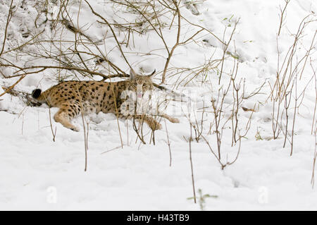 , Lynx Lynx lynx, neve, giacciono, big cat, predator, mammifero, animale, attenzione, lucidità, curiosità, allevamento, specie minacciate in via di estinzione, la protezione delle specie, maschio, parco nazionale, l'inverno freddo, Slovacchia, deserto, la fauna La fauna selvatica, arbusti, pieno, Foto Stock