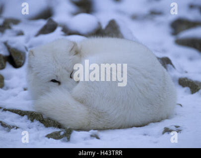 Ice Cream fox, Alopex lagopus, inverno, animale mammifero, animale selvatico, fox, volpe polare, cappotto, bianco, predator, mondo animale, neve, fauna selvatica, arrotolato con cautela, Foto Stock