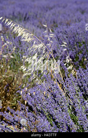 Campo, lavanda, orecchie, Francia, Provenza, Vaucluse, natura, campo di coltivazione, Lavanda, Lavandula, piante piante medicinali, periodo bloom, agricoltura, fiorisce, violetta, erba, deserte, medium close-up, Foto Stock