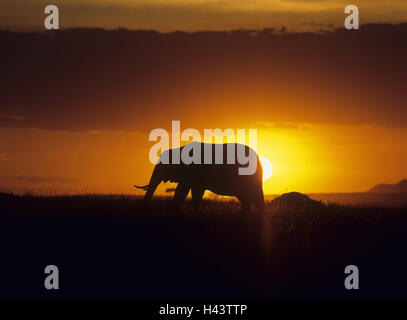 Africa, silhouette, elefante africano Loxodonta africana, tramonto, mondo animale, la fauna selvatica, animale mammifero, elefante, pachiderma, Kenya, sole di sera, animale selvatico, Foto Stock
