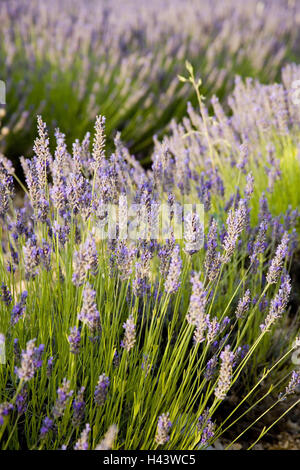 Francia, Provenza, lavanda, medium close-up, estate, a sud est della Francia, l'economia, l'agricoltura, piante piante utili, piante medicinali, la natura, la coltivazione della lavanda, campo di Lavanda, Lavandula, blossom, fiori di lavanda, fiorisce, blu, blu-viola, verde, odore odore di lavanda, nessuno, luce della sera, Foto Stock