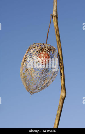 Lampion fiore, Physalis alkekengi, fadeds, Foto Stock
