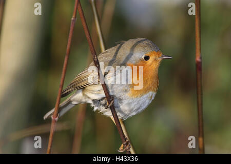 Redbreasts, ramo, sedersi, vista laterale, bird, Songbird, Sperlingsvogel, aviazione flycatcher, animale selvatico, animale, Foto Stock