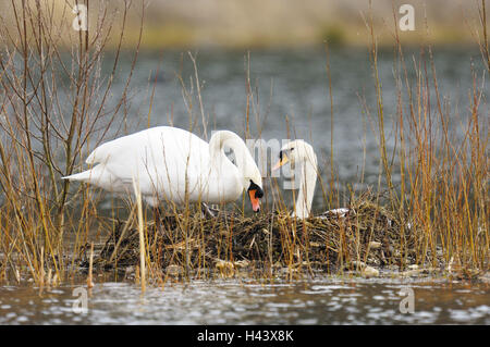 Gobba cigni, Cygnus olor, due, nido, berlina, Foto Stock