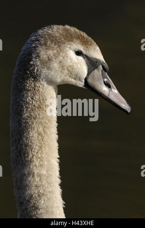 Gobba swan, Cygnus olor, giovane animale, testa, dettaglio, mondo animale, bird, acqua bird, anatids, piumaggio, grigio, animale selvatico, swan, giovani, giovani bird, ritratto, animale ritratto, il becco, profilo, vista laterale Foto Stock